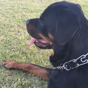 Meet your Posher, Sam